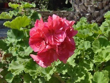 Hotel apartamentowy Rena